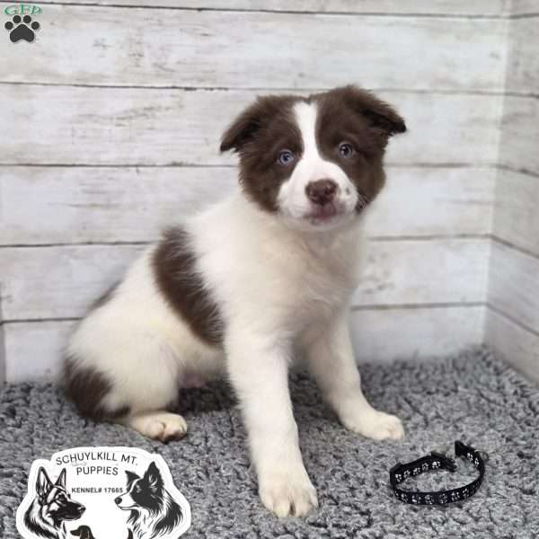 Oliver, Border Collie Puppy