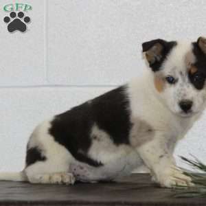 Buster, Blue Heeler Mix Puppy
