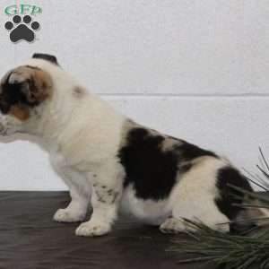 Buster, Blue Heeler Mix Puppy