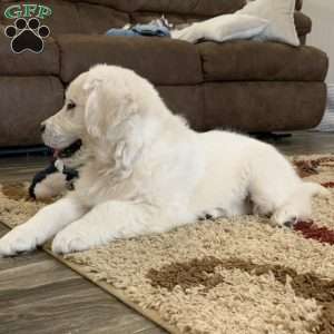 Coconut, English Cream Golden Retriever Puppy