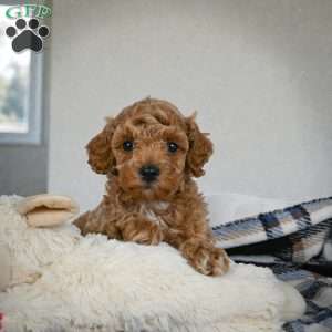 Barney, Miniature Poodle Puppy