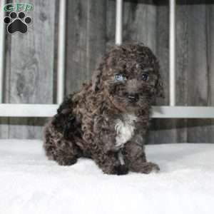 Betsy, Miniature Poodle Puppy