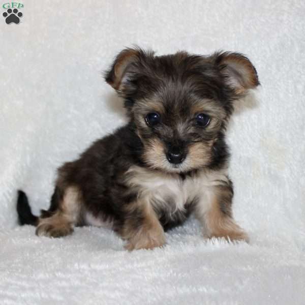 Kenny, Yorkie Poo Puppy