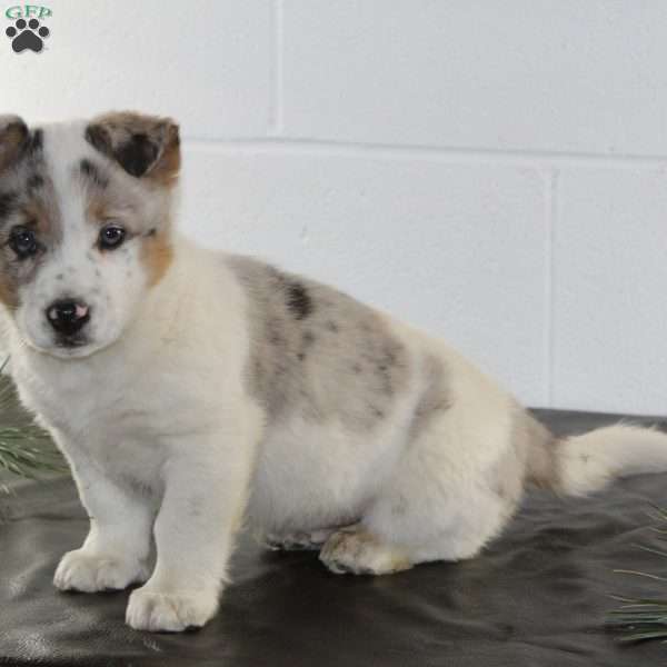 Bear, Blue Heeler Mix Puppy