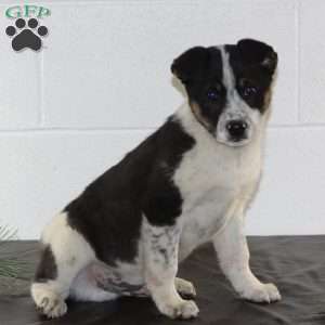 Bo, Blue Heeler Mix Puppy