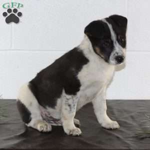 Bo, Blue Heeler Mix Puppy