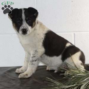 Bo, Blue Heeler Mix Puppy