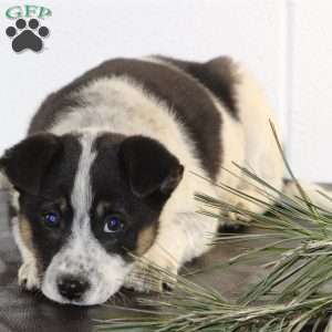 Bo, Blue Heeler Mix Puppy