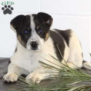 Bo, Blue Heeler Mix Puppy