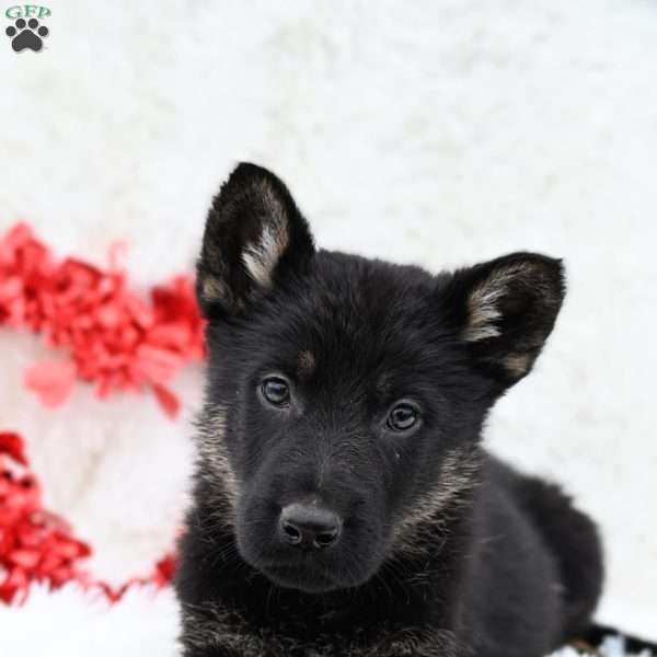 Zeke, German Shepherd Puppy