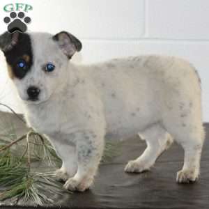 Willow, Blue Heeler Mix Puppy