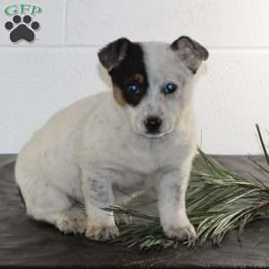 Willow, Blue Heeler Mix Puppy