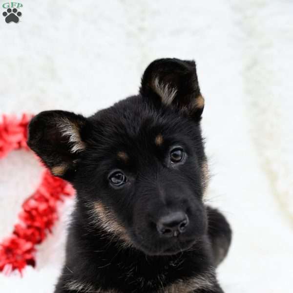 Zoey, German Shepherd Puppy