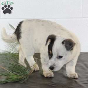 Willow, Blue Heeler Mix Puppy