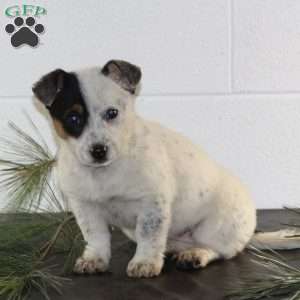 Willow, Blue Heeler Mix Puppy