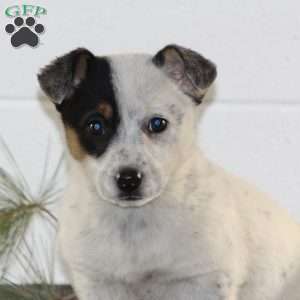 Willow, Blue Heeler Mix Puppy