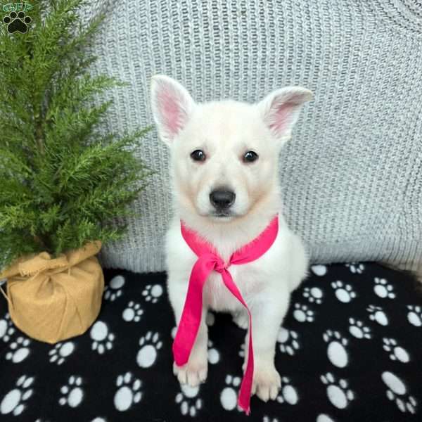 Pearl, German Shepherd Puppy