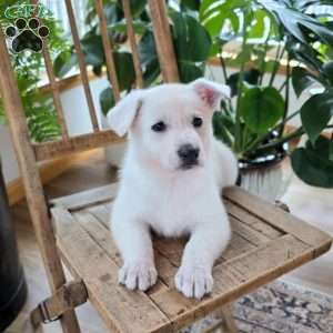 Poppy, German Shepherd Puppy