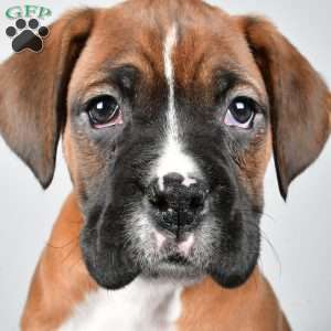 Chester, Boxer Puppy
