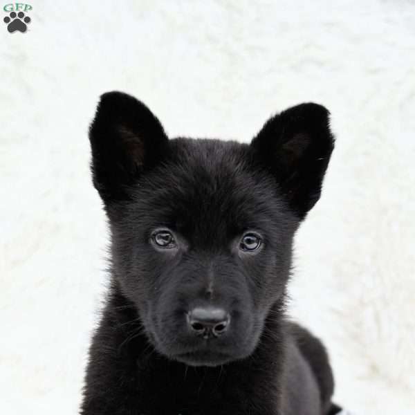 Zella, German Shepherd Puppy