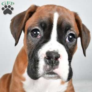 Chief, Boxer Puppy