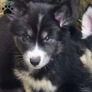 Apple, Siberian Husky Puppy