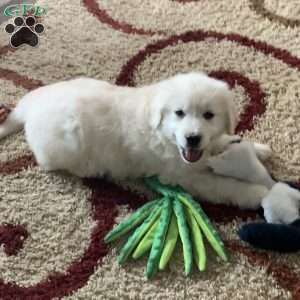 Templeton, English Cream Golden Retriever Puppy