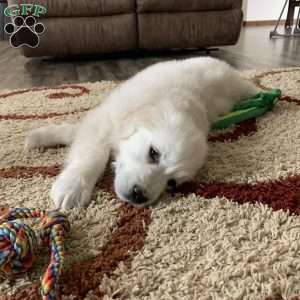 Templeton, English Cream Golden Retriever Puppy