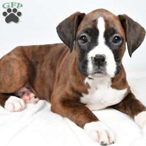 Jazzy, Boxer Puppy