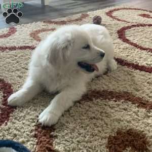 Templeton, English Cream Golden Retriever Puppy
