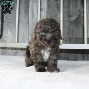 Betsy, Miniature Poodle Puppy
