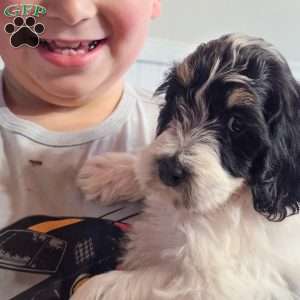 Phoenix, Mini Bernedoodle Puppy