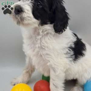 Phoenix, Mini Bernedoodle Puppy