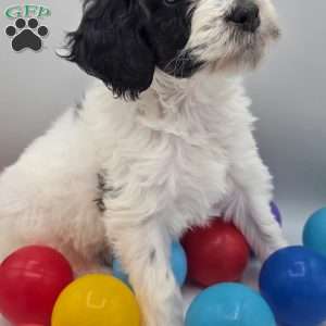 Phoenix, Mini Bernedoodle Puppy