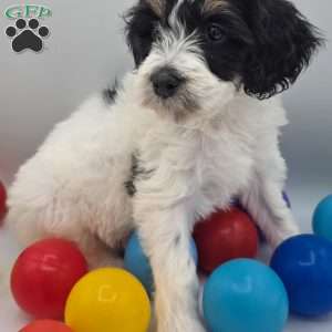 Phoenix, Mini Bernedoodle Puppy