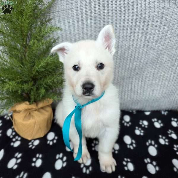 Parker, German Shepherd Puppy