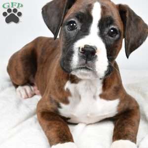 Jazzy, Boxer Puppy