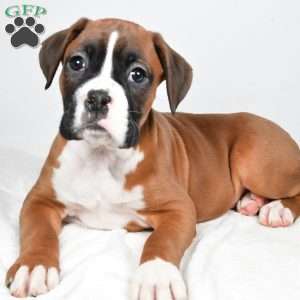 Chief, Boxer Puppy