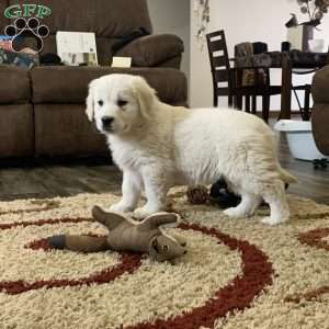 Coconut, English Cream Golden Retriever Puppy