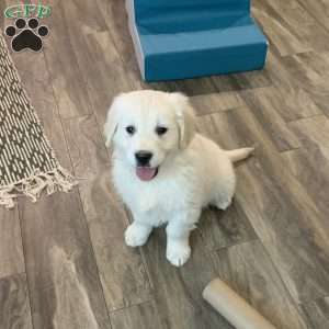 Coconut, English Cream Golden Retriever Puppy