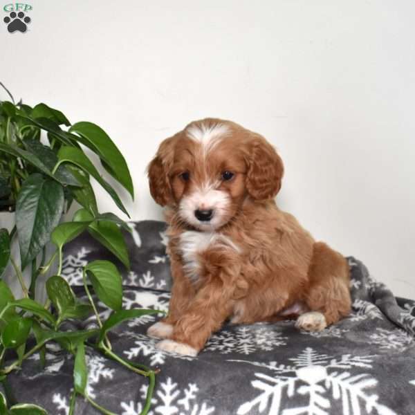 Abby, Mini Goldendoodle Puppy