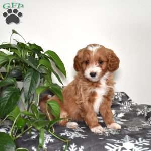 Abby, Mini Goldendoodle Puppy