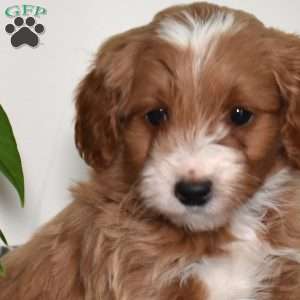 Abby, Mini Goldendoodle Puppy