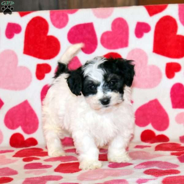 Abby, Havachon Puppy