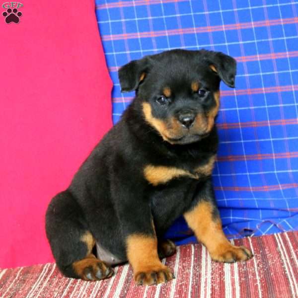 Abby, Rottweiler Puppy