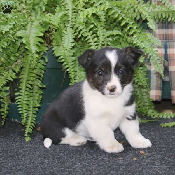 Abby, Welsh Corgi Mix Puppy