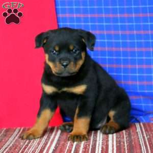 Abby, Rottweiler Puppy