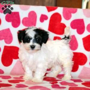 Abby, Havachon Puppy