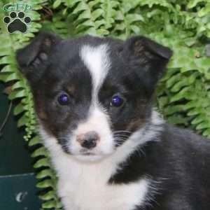 Abby, Welsh Corgi Mix Puppy