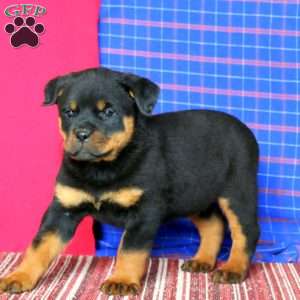 Abby, Rottweiler Puppy